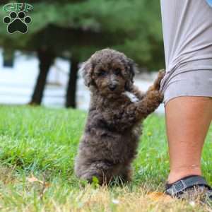 Belle, Cockapoo Puppy